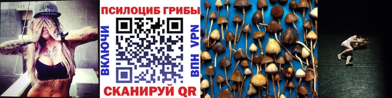 кракен ССЫЛКА  Судогда  Галлюциногенные грибы Psilocybe 